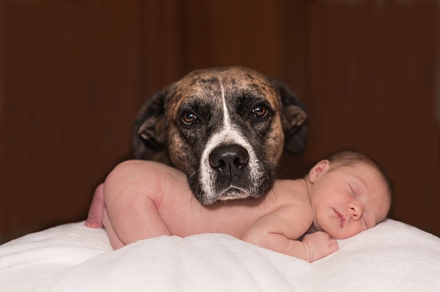 pes a dítě